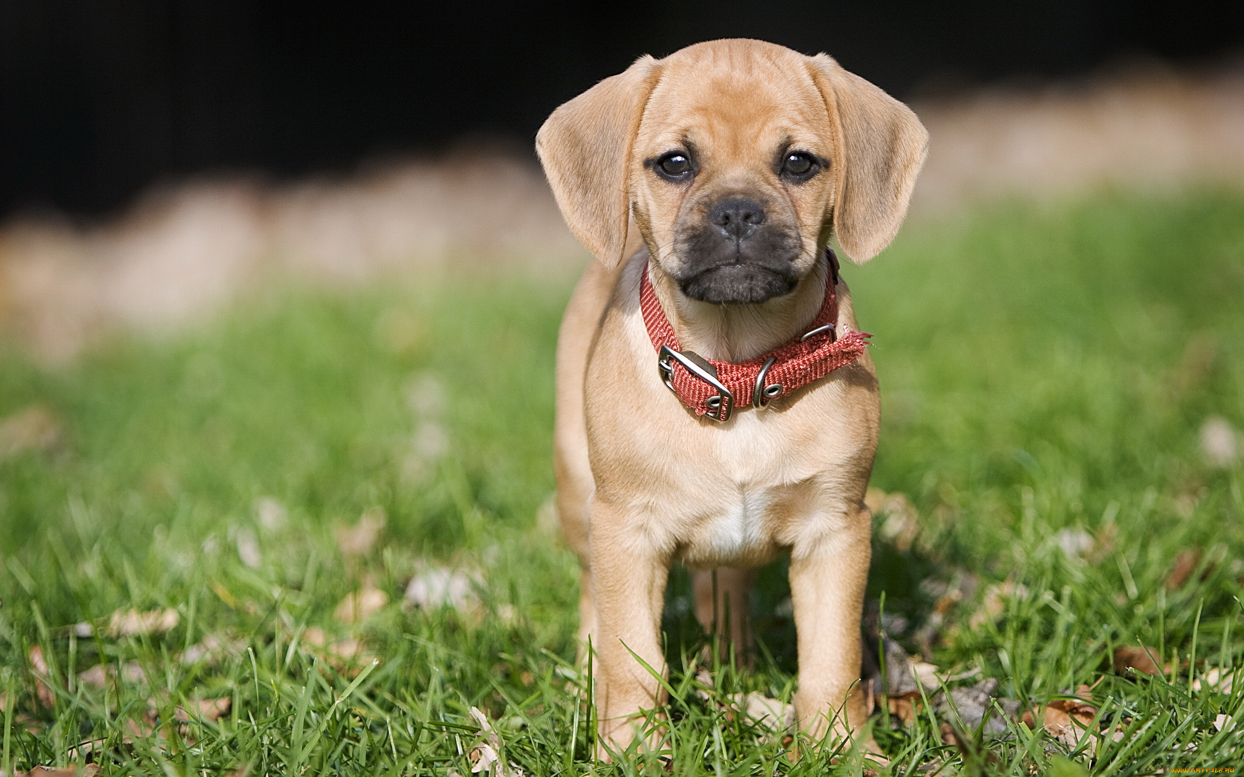 Puppy. Смесь бигля и лабрадора. Бигль и Мопс. Пагль. Пагль собака порода собак.